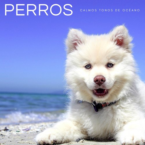 Calma Música Para Perros cover art