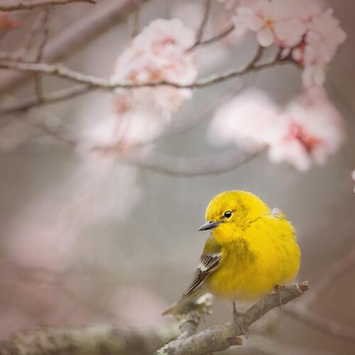 Willow Warbler Singing Bird Sounds for a Happy Mood and Positive Attitude_poster_image