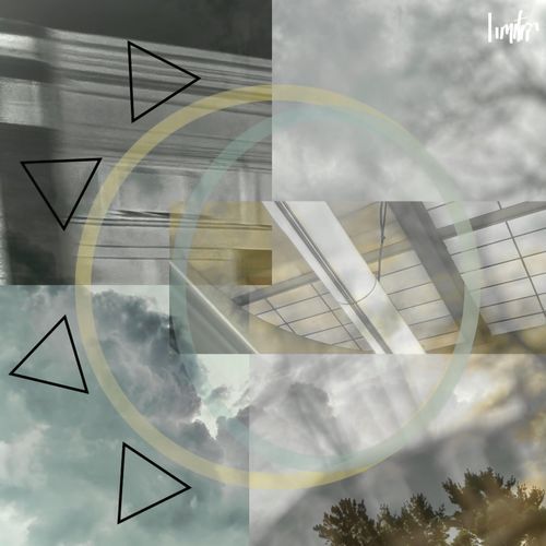 butterfly flitting from flower to flower