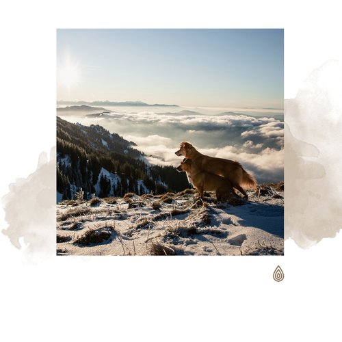 Chansons calmantes pour la réduction du stress de votre chien : Vibrations de la montagne