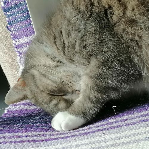 Sweet Dreams, Little Angel