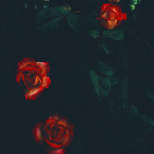 Emotions (Instrumental)