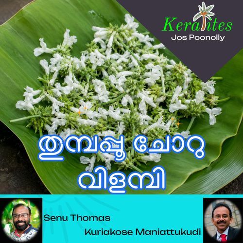 തുമ്പപ്പൂ ചോറു വിളമ്പി