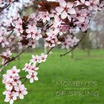 Mgnovenia: 17 Moments of Spring