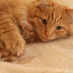 The Southern Continent