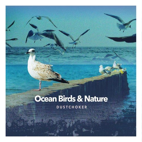 Ocean Birds & Nature