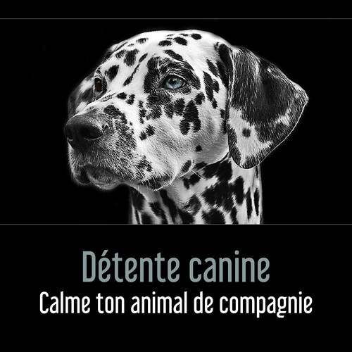 Détente canine - Calme ton animal de compagnie, L’armonie et la paix, Musicothérapie pour les chiens et les chats