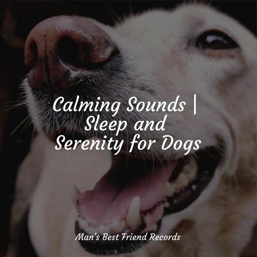 Calming Sounds | Sleep and Serenity for Dogs