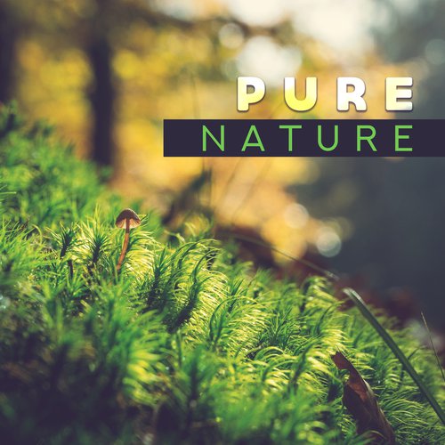 Pure Nature – Calming Nature Sounds Reduce Stress, Ambient Music, Inner Healing, Peaceful Songs to Relax