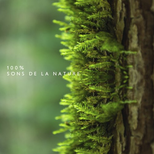 100% Sons de la nature (Tout pour une harmonie profonde (Vagues Pluie, Rivière, Jungle))_poster_image