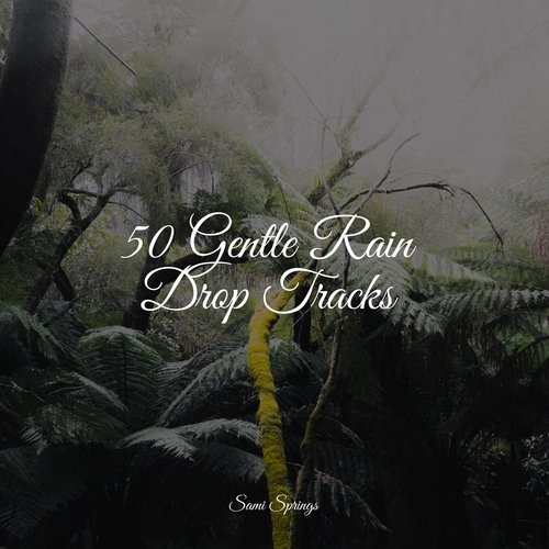 50 Gentle Rain Drop Tracks