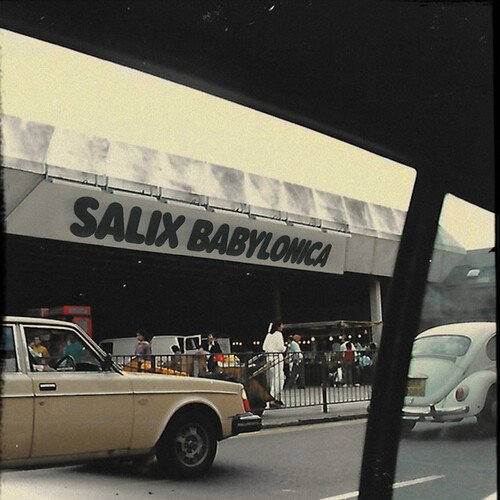 Salix Babylonica_poster_image