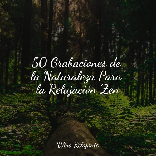 50 Grabaciones de la Naturaleza Para la Relajación Zen