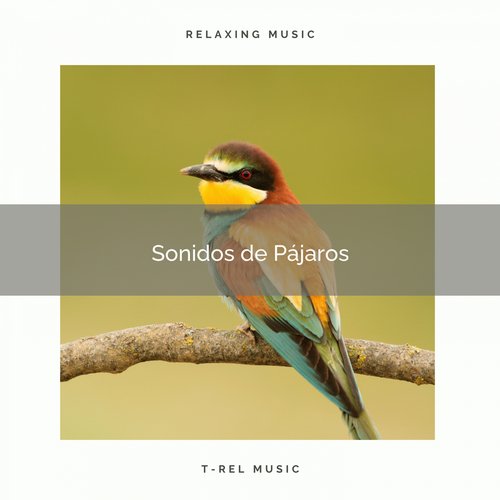Sonidos de Pajaritos del la Selva para Dormir Profundamente cover art