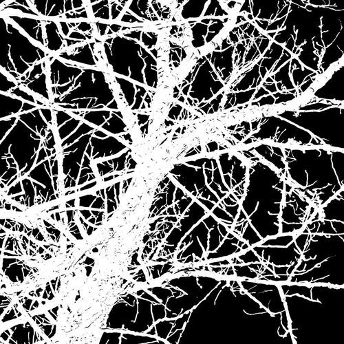 An Existential Nightmare Under the Bony Crown of a Dying Tree cover art