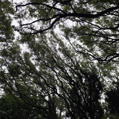 Green cover art