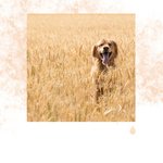 Meilleures pistes musicales pour les chiens - Chansons tranquillisantes