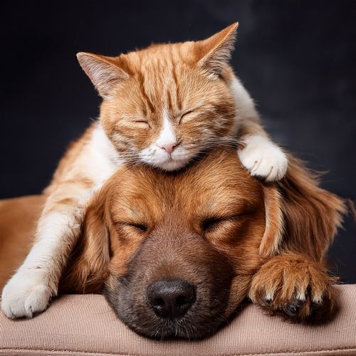 Nap In The Sunshine cover art