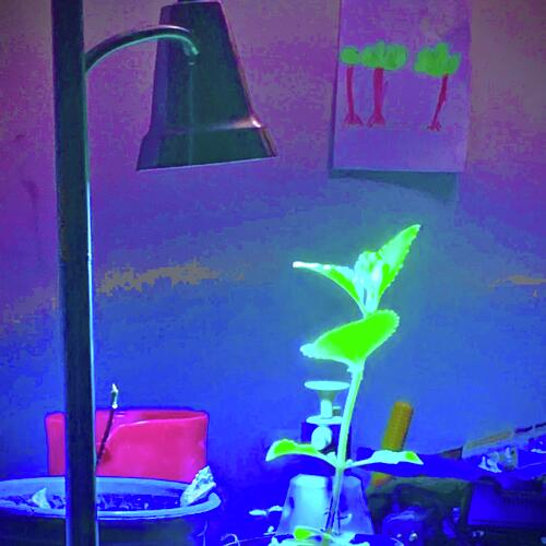PlantBased cover art