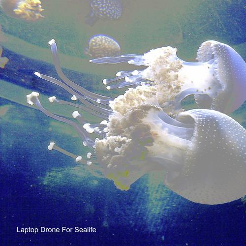 Barnacles cover art