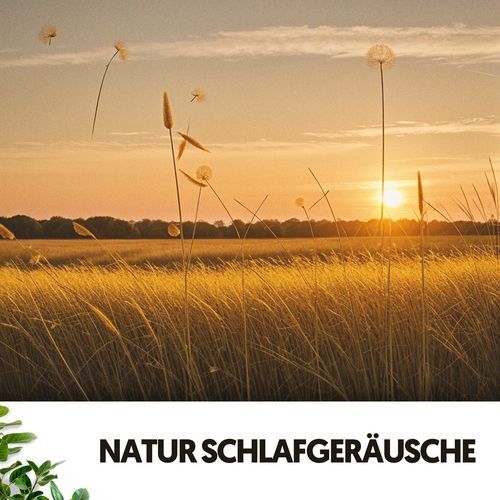 Natur Schlafgeräusche: Vom Wind geflüsterte Träume_poster_image