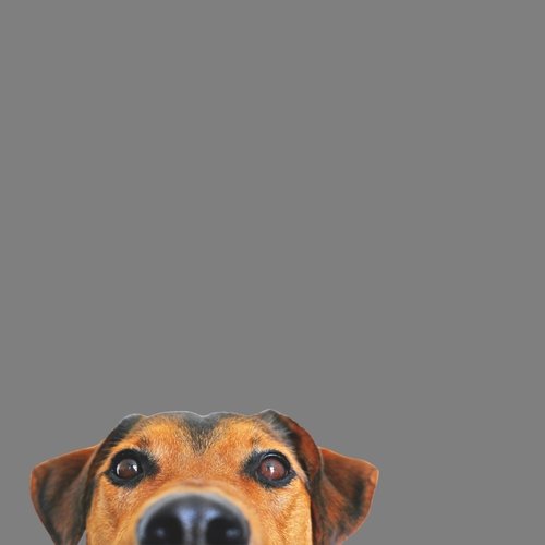 Musica para Cachorros Dormirem cover art