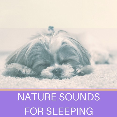 Forest Sounds For Restful Sleep