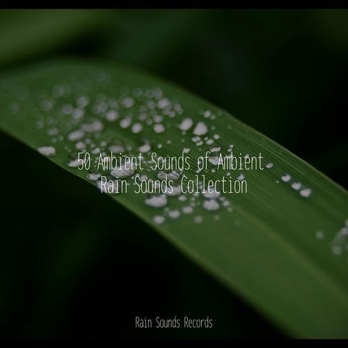 50 Ambient Sounds of Ambient Rain Sounds Collection