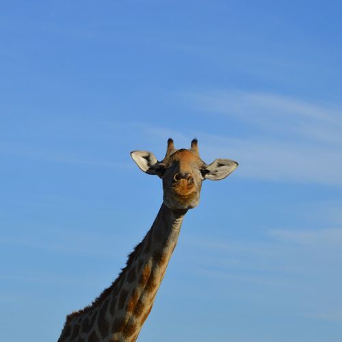 jirafa