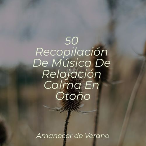 50 Recopilación De Música De Relajación Calma En Otoño