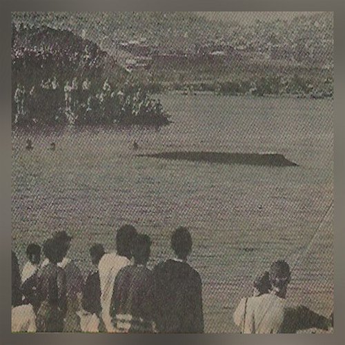 Where Are You Now, Humphrey The Whale cover art