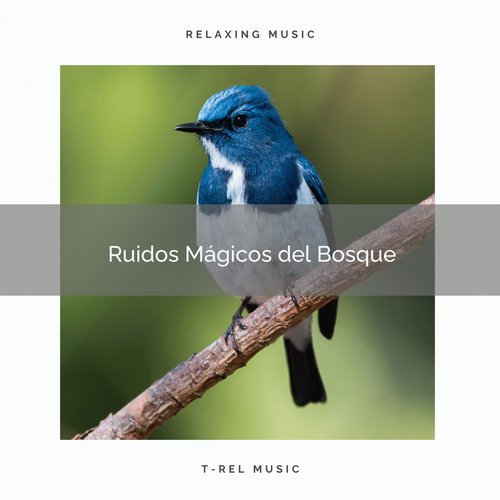 Sonidos de la Naturaleza del la Selva para Dormir cover art