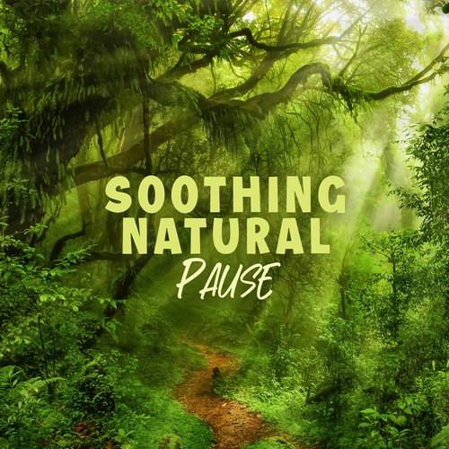 Soothing Natural Pause: Tranquil Noises of the Jungle_poster_image