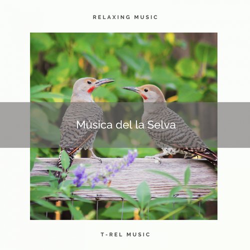 Sonidos de Pájaros del la Selva para Dormir Profundamente cover art