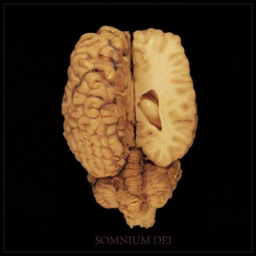 Cerebellum cover art