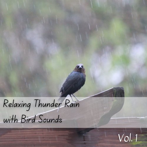 Relaxing Thunder Rain with Bird Sounds Vol. 1_poster_image