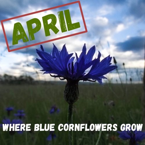 Where Blue Cornflowers Grow_poster_image