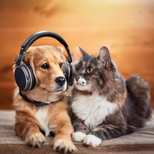 Pets' Relaxation: Calming Music for Companions_poster_image