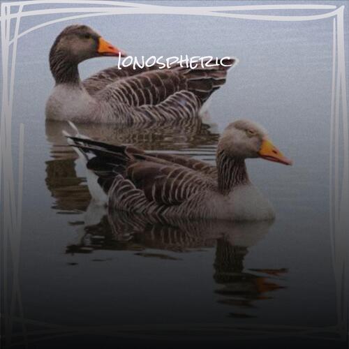 Look Neat cover art