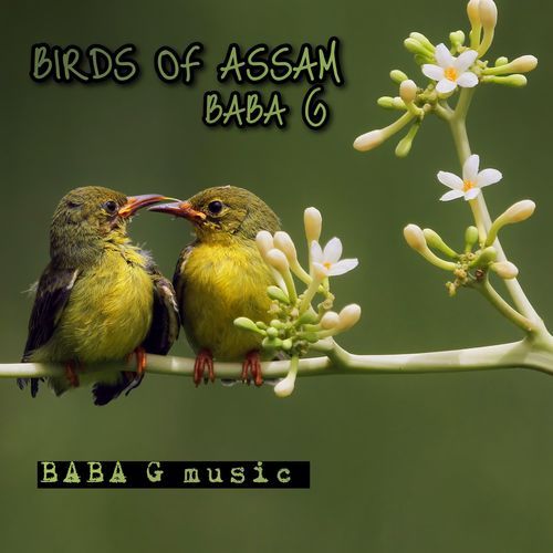 BIRDS OF ASSAM