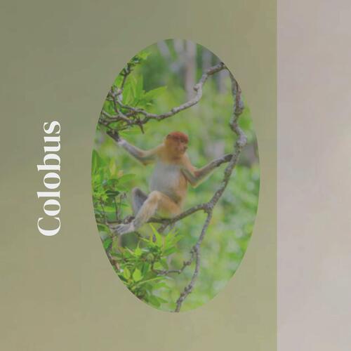 Colobus cover art