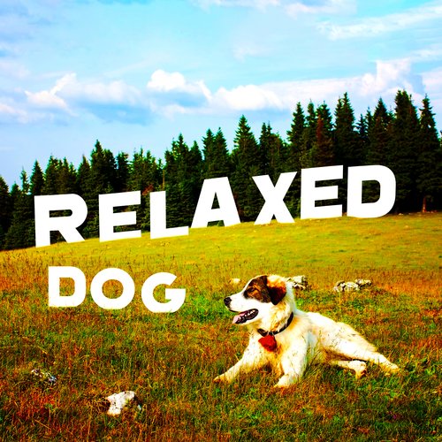 Relaxed Dog: A Healing and Calming Session for a Stressed Dog_poster_image