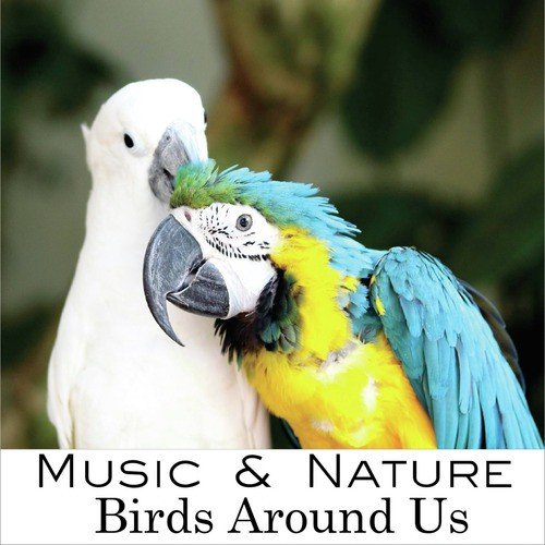 Birds Around Us (Single)