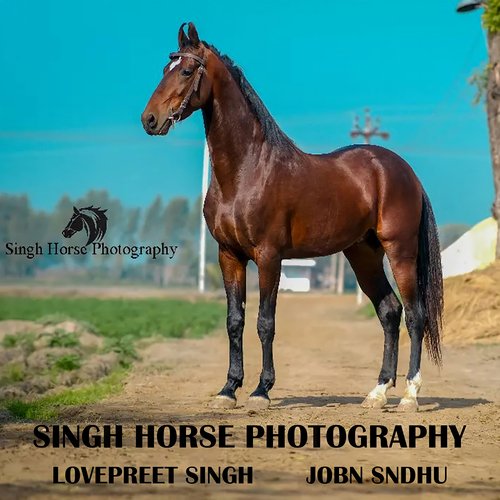 Singh Horse Photograhy