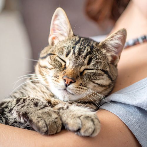 Momentos De Calma Con Música De Guitarra Para Gatos