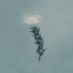 Still, a Flower