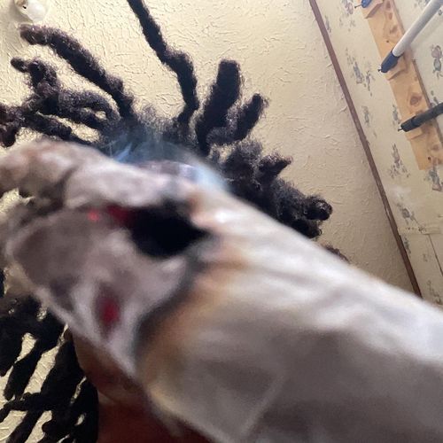 Whippet cover art