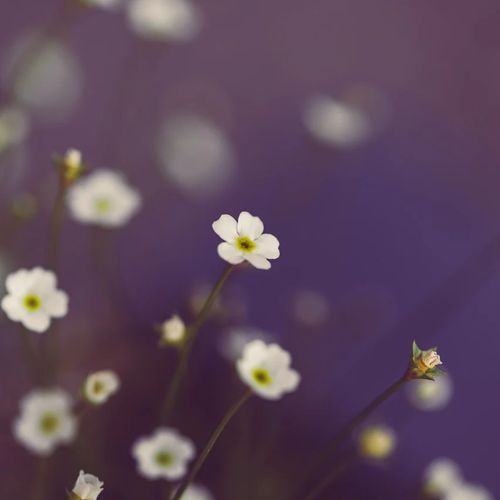 viory viory