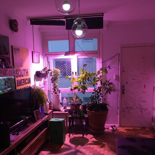 Dainyrays cover art