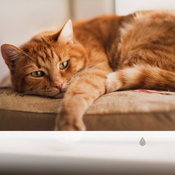 Côte et Océan Reposant